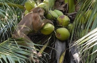Thái Lan: Chú khỉ giúp chủ hái 1000 quả dừa mỗi ngày