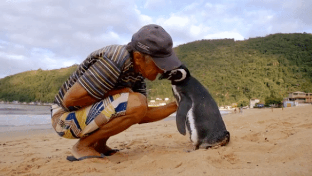 Chuyện cổ tích có thật: Chim cánh cụt vượt hàng nghìn km mỗi năm thăm ân nhân cứu mạng