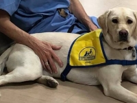 Mỹ: Chú chó mang lại niềm vui cho các bác sĩ tuyến đầu chống Covid-19