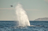 Cá voi xanh 'hắt hơi' chao đảo cả máy bay không người lái