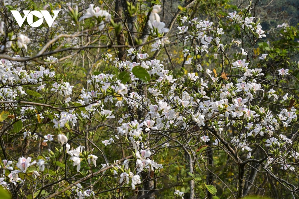Ngắm hoa ban nở trắng núi rừng Điện Biên