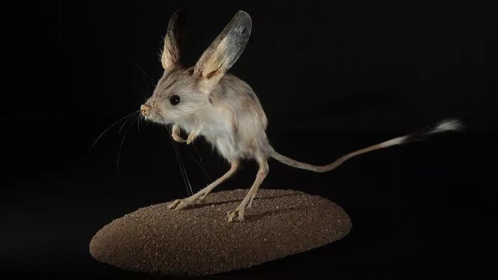 Chuột nhảy Euchoreutes naso là sinh vật có đôi tai lớn nhất so với cơ thể