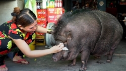 TP. Hồ Chí Minh: Gia đình nuôi lợn rừng nặng 200kg làm thú cưng lên báo nước ngoài