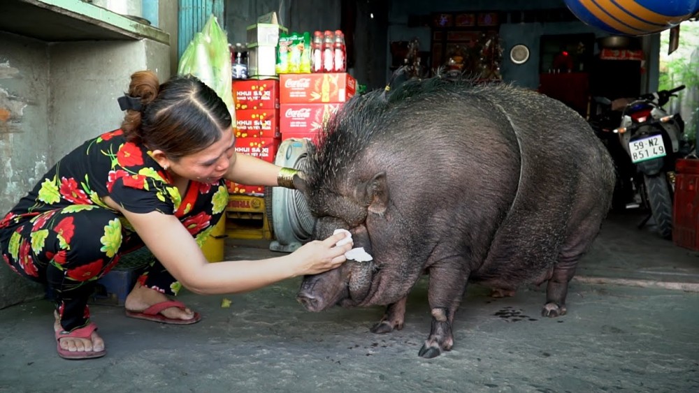 TP. Hồ Chí Minh: Gia đình nuôi lợn rừng nặng 200kg làm thú cưng lên báo nước ngoài