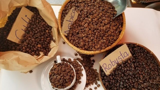 Giá cà phê hôm nay 18/3: Robusta giữ đà tăng, tồn kho thương mại giảm, khả năng tăng tiếp vẫn còn?