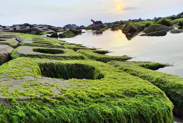 Du khách đổ xô check-in bãi đá rêu xanh đẹp nhất Phú Yên