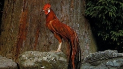 Nhật Bản: Cầu kỳ việc chăm sóc giống gà dài đuôi kỳ lạ, lên tới 10 m