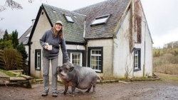 Một gia đình Scotland nuôi giống lợn ỉ Việt Nam làm thú cưng