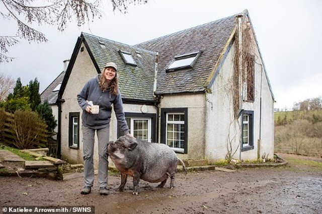 Một gia đình Scotland nuôi lợn ỉ Việt Nam làm thú cưng