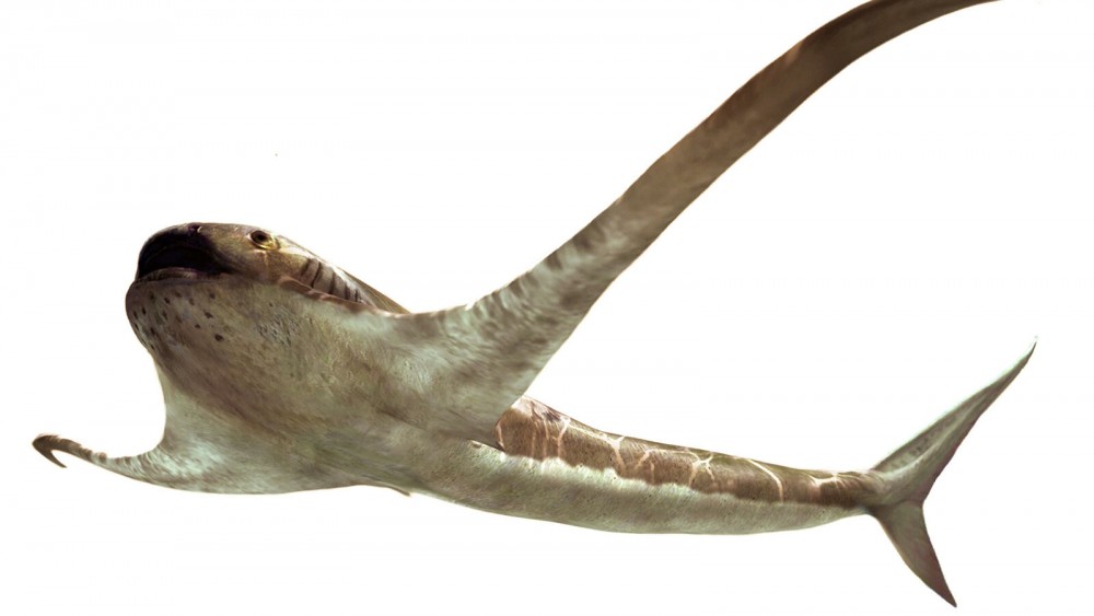 Phát hiện hóa thạch loài cá mập cổ đại có ngoại hình kỳ dị