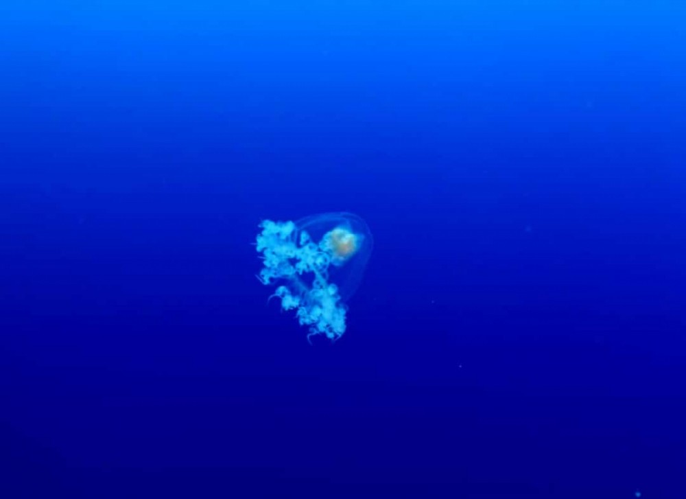 Với sứa bất tử, bất tử là một cách sống. Loài sứa dài chỉ 4,5 mm này không bao giờ chết. Thay vào đó, chúng chỉ co lại cơ thể, thụt vào các xúc tu vào và chìm xuống đáy đại dương. Ở đây, một vòng đời của nó cứ lặp đi lặp lại như thế. 