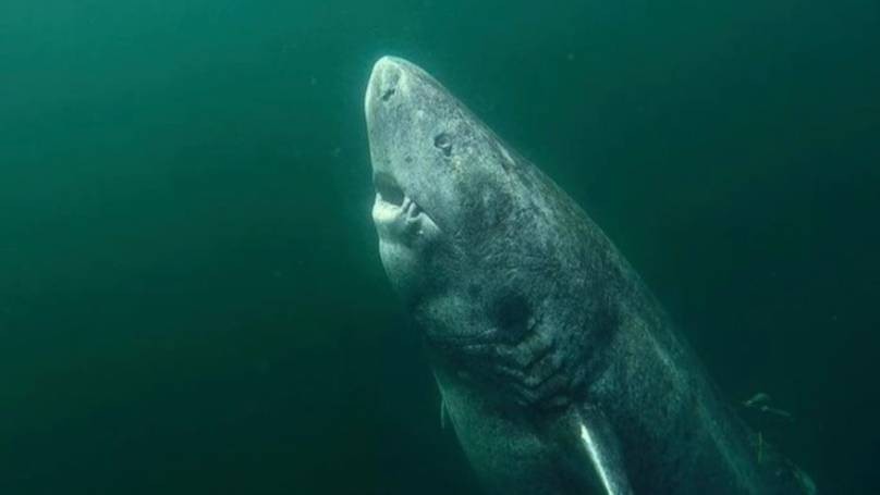 Tìm thấy con cá mập già nhất thế giới 397 tuổi