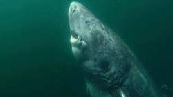 Khám phá đáng kinh ngạc: Tìm thấy cá mập gần 400 năm tuổi