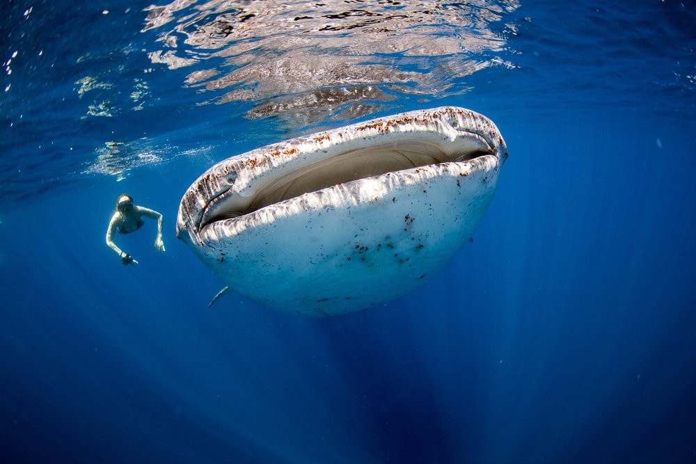 Một người phụ nữ bơi cạnh cá nhám voi, loài cá lớn nhất đại dương. Mặc dù có kích thước khổng lồ nhưng loài cá này chỉ thích ăn các sinh vật phù du. (Nguồn: Twitter)