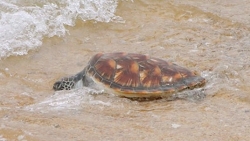 Hà Tĩnh: Thả rùa biển quý hiếm, thân khắc chữ Hán về tự nhiên