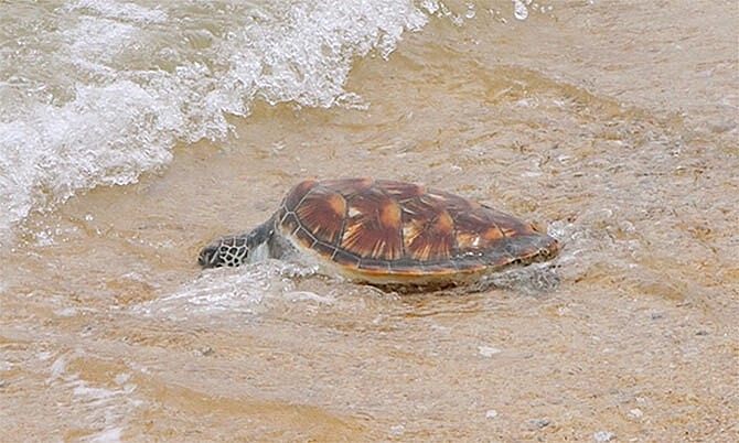 Hà Tĩnh: Thả rùa biển quý hiếm về tự nhiên