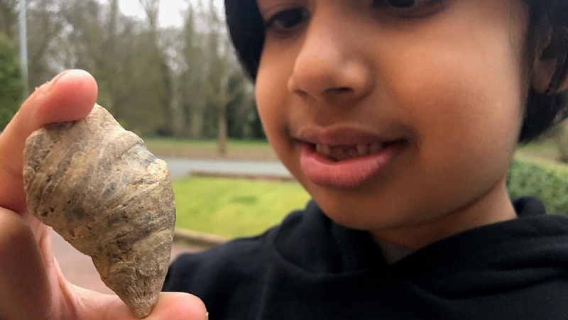 Cậu bé 6 tuổi bất ngờ tìm thấy loại san hô thời đại Cổ sinh