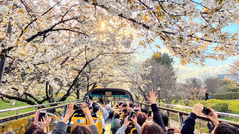 Trải nghiệm ngắm hoa anh đào Nhật Bản bằng xe bus mui trần ở Tokyo