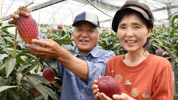 Tìm hiểu quy trình nghiêm ngặt tạo ra quả xoài Nhật được bán với giá hàng trăm triệu đồng/cặp