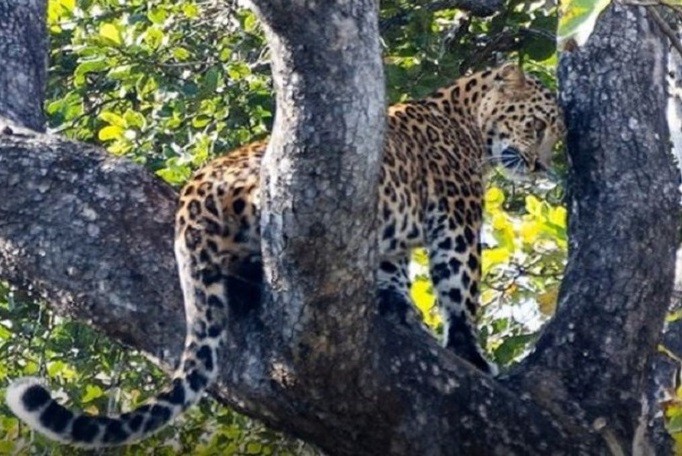 Ấn Độ: Hổ cái đeo bám, báo hoa mai phải trốn trên cành cây suốt 7 tiếng