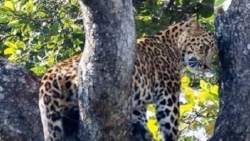 Ấn Độ: Hổ cái đeo bám, báo hoa mai phải trốn trên cây suốt 7 tiếng