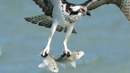 Khả năng bắt cá điêu luyện của chim ưng biển