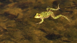 Các nhà khoa học Mỹ thí nghiệm cách giúp loài ếch mọc lại chân sau khi bị đứt