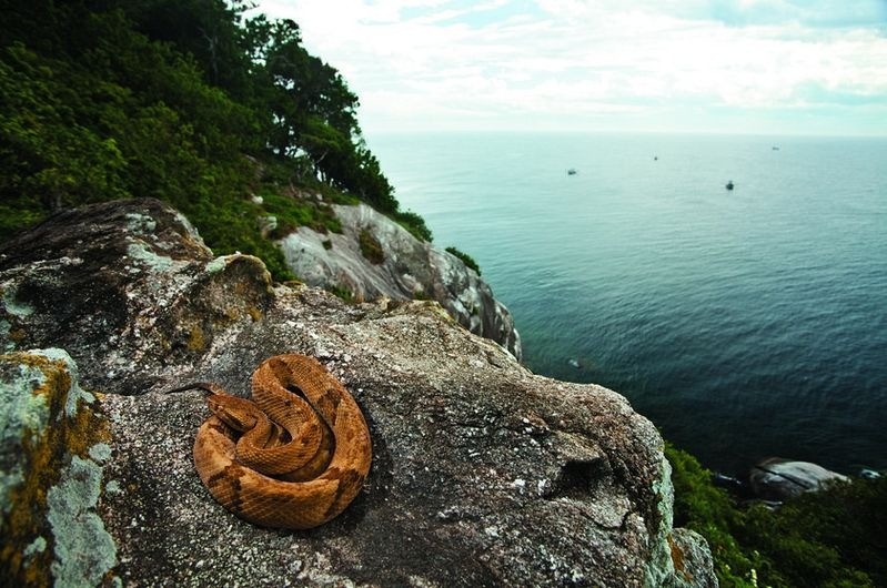 Brazil: Đảo rắn