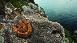 Brazil: Tìm hiểu đảo rắn độc - nơi không có người sinh sống