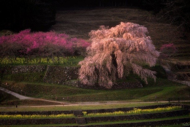 Nhật Bản: Cây hoa anh đào cổ nở rộ đẹp như cổ tích giữa núi rừng