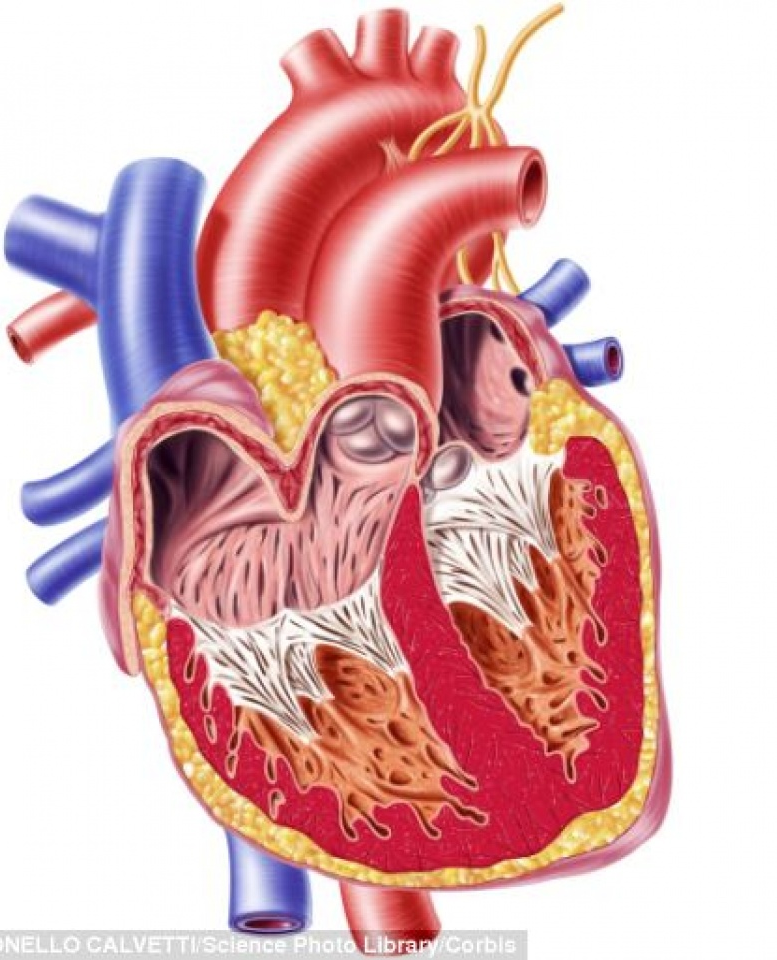 Sử dụng tế bào gốc - đột phá trong điều trị suy tim