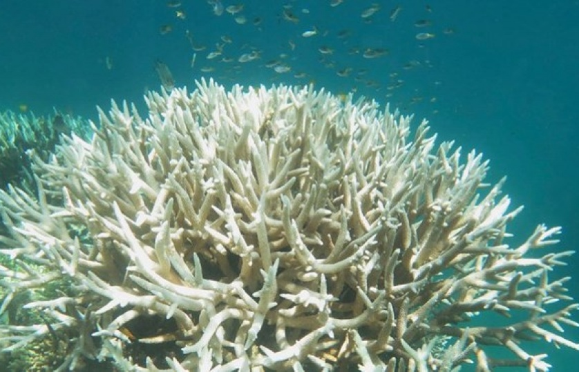 Rạn san hô Great Barrier bị tẩy trắng sẽ khó phục hồi