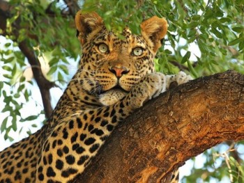 Loài báo Leopard có thể biến mất tại Nam Phi trong vài năm tới