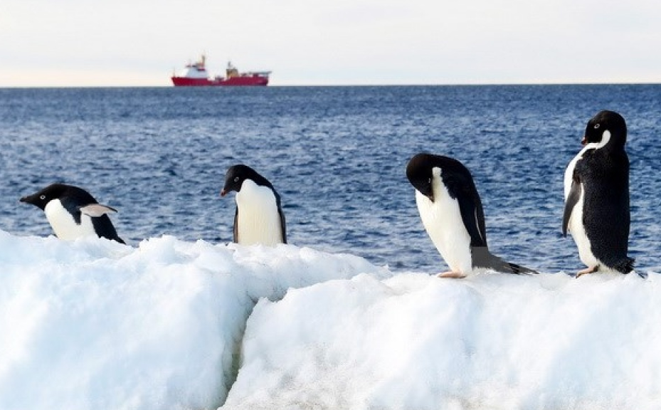 Chim cánh cụt là thước đo quan trọng để đánh giá tình trạng biển