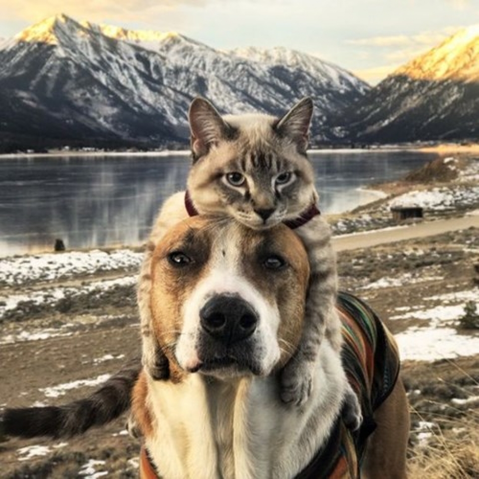 Nửa triệu người follow cặp đôi “chó-mèo” đi khắp thế giới