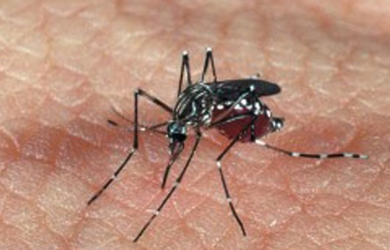 Thuốc chống sốt rét biến máu người thành độc tố với muỗi