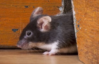 Cảnh báo nạn chuột mang mầm bệnh và chủng virus mới tại New York