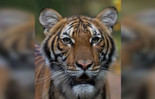 Mỹ: Phát hiện hổ ở sở thú cũng nhiễm Covid-19