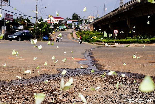 Con bướm vàng: Nhìn vào con bướm vàng lung linh nổi bật giữa màu xanh lá cây, bạn cảm nhận được sự tươi vui và sự sống động. Với màu sắc rực rỡ và nét vẽ tinh tế, bức tranh này sẽ đem đến cho bạn sự thư giãn và hạnh phúc.