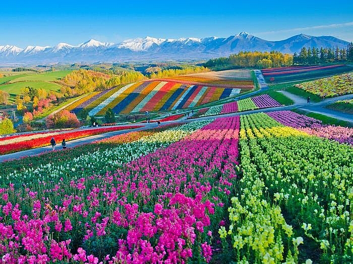 Hãy chiêm ngưỡng cánh đồng hoa đẹp tuyệt vời này, nơi bạn sẽ được đắm chìm trong màu sắc tươi sáng và hương thơm ngọt ngào của những loài hoa tuyệt đẹp.