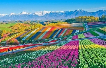 Cùng chiêm ngưỡng vẻ lộng lẫy của những cánh đồng hoa đẹp nhất thế giới