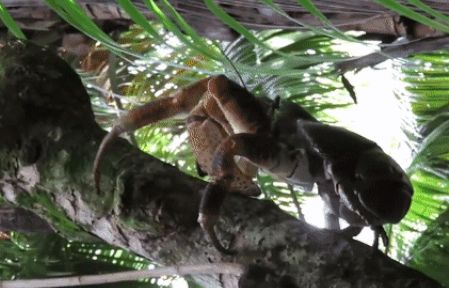 Kỳ lạ loài cua khổng lồ có thể leo cây, chuyên săn mồi chuột và chim