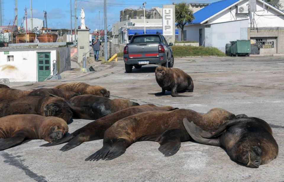 Argentina: Sư tử biển nhởn nhơ lên bờ sưởi nắng giữa phố xá vắng tanh