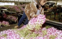 Dịch Covid-19: Du lịch bế tắc, hàng triệu bông hoa lan bị vứt bỏ lãng phí mỗi ngày
