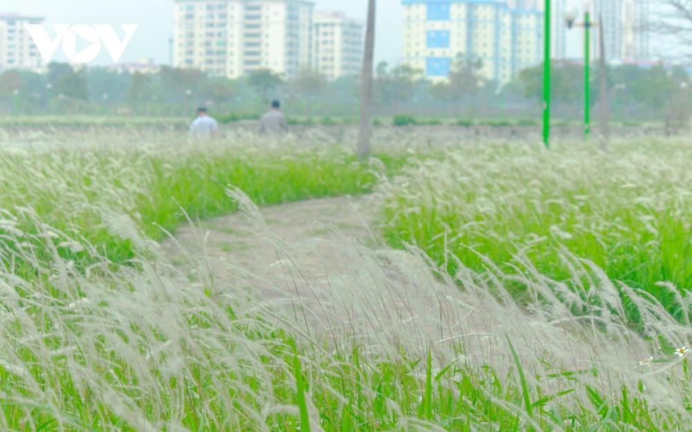 Ngắm sắc trắng tinh khôi của bãi cỏ lau Hà Nội