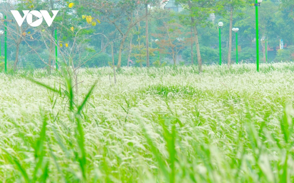 Ngắm sắc trắng tinh khôi của bãi cỏ lau Hà Nội
