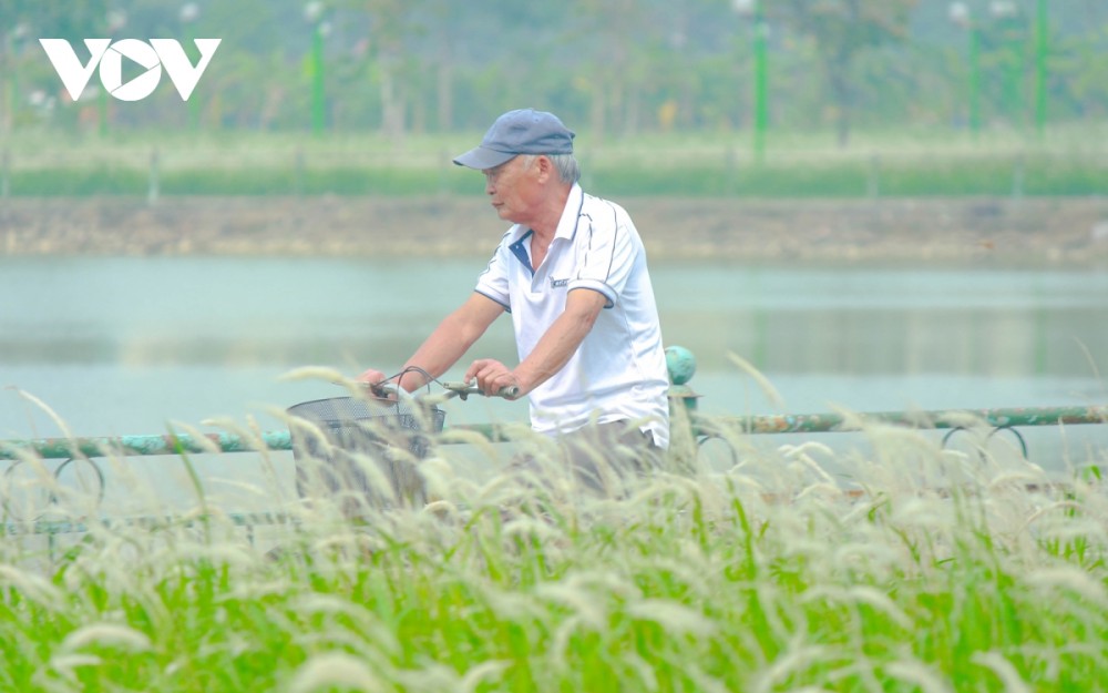 Ngắm sắc trắng tinh khôi của bãi cỏ lau Hà Nội