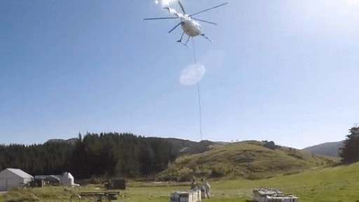 Loại mật ong siêu đắt đỏ của New Zealand, thu hoạch bằng trực thăng