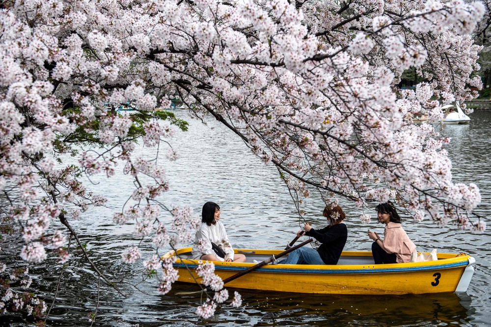 Mặc dù đại dịch Covid-19 đã hạn chế việc thưởng thức mùa hoa anh đào, tuy nhiên người dân Nhật Bản vẫn có thể ngắm hoa ở một số địa điểm. (Nguồn: Getty Images)