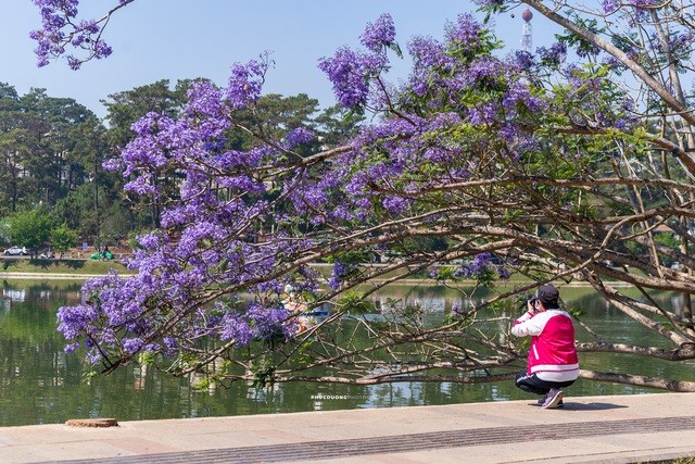 Đà Lạt mùa phượng tím, cảnh đẹp lãng mạn tựa cổ tích